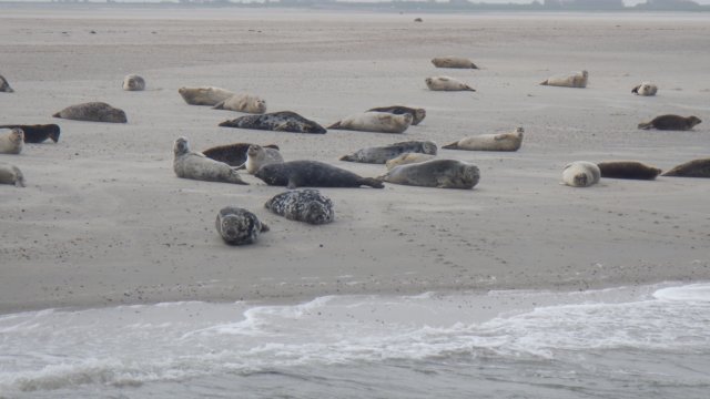 HWK Texel 2015 083.jpg